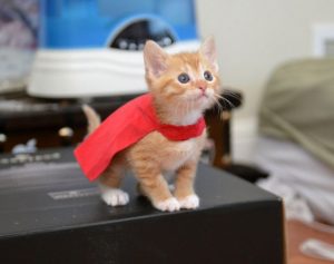 super_kitten